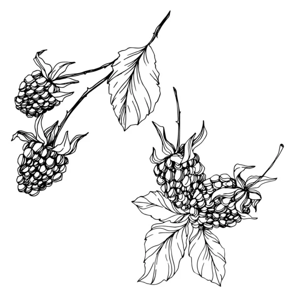 Blackberry cibo sano. Inchiostro inciso in bianco e nero art. Isolato elemento illustrazione mora . — Vettoriale Stock