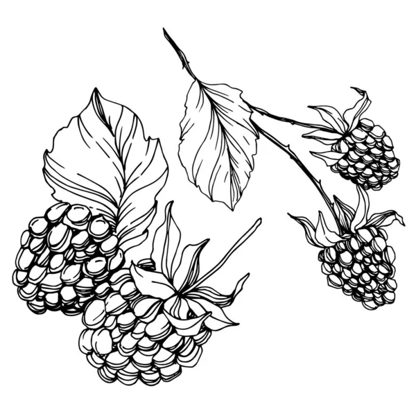 Blackberry comida saludable. Tinta grabada en blanco y negro. Elemento de ilustración de mora aislada . — Vector de stock