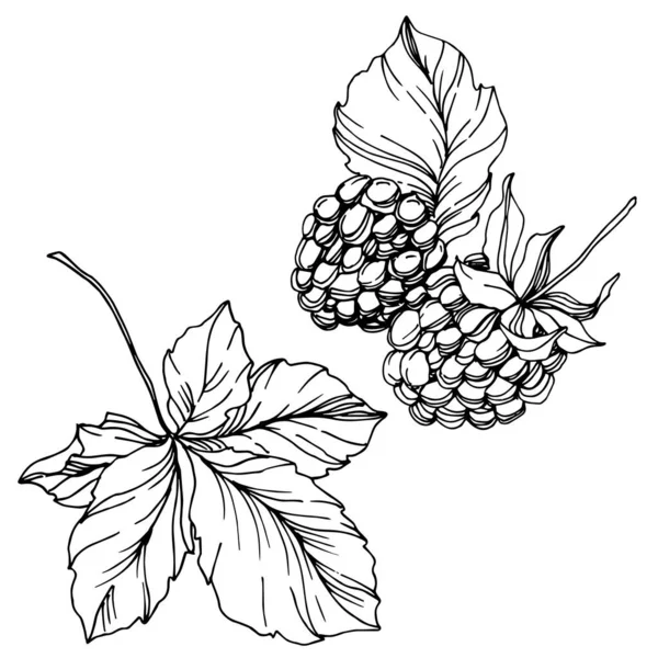 Blackberry cibo sano. Inchiostro inciso in bianco e nero art. Isolato elemento illustrazione mora . — Vettoriale Stock