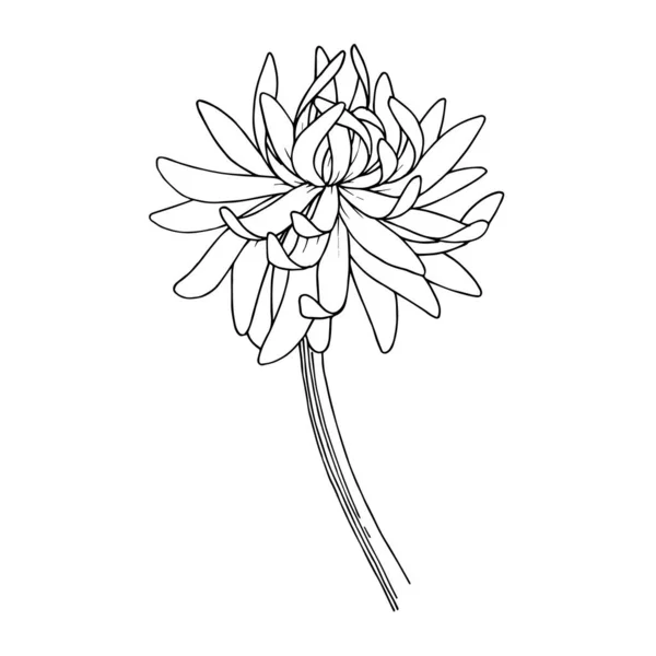 Vecteur Fleurs botaniques florales de Chrysanthème. Encre gravée en noir et blanc. Elément d'illustration de fleurs isolées . — Image vectorielle