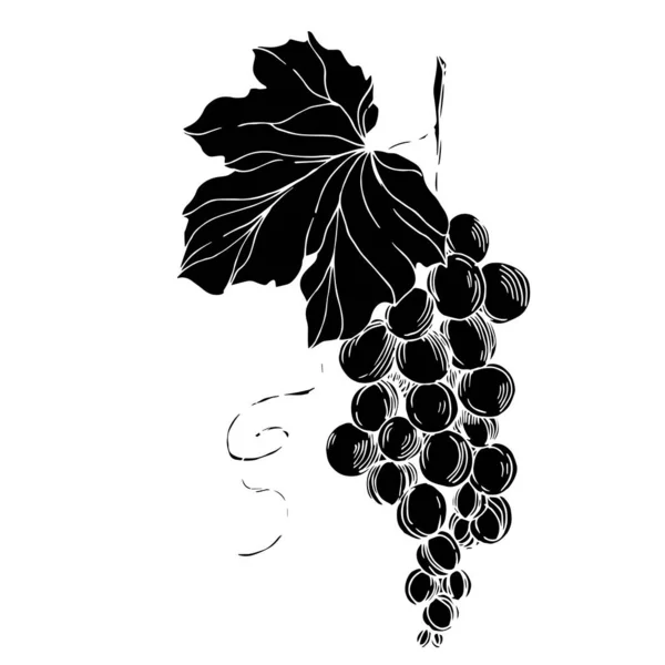 Vektor Traubenbeere gesunde Nahrung. Schwarz-weiß gestochene Tuschekunst. vereinzelte Trauben Illustrationselement. — Stockvektor
