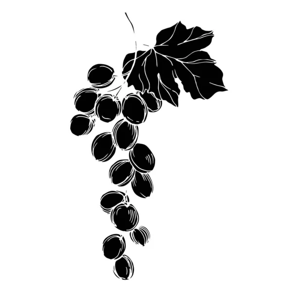 포도 열매의 건강 한 식품이다. 흑백으로 새긴 잉크 예술 작품이죠. 따로 떨어진 포도 삽화 요소. — 스톡 벡터