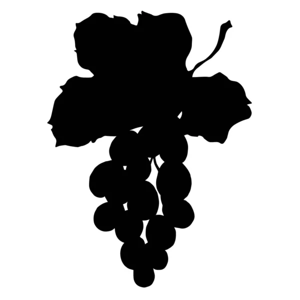 Vector Grape Berry sağlıklı yemek. Siyah beyaz işlemeli mürekkep sanatı. İzole edilmiş üzüm örnekleme elementi. — Stok Vektör