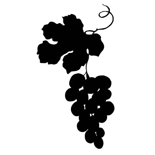 Vecteur de raisin baie alimentation saine. Encre gravée en noir et blanc. Elément d'illustration de raisins isolés . — Image vectorielle