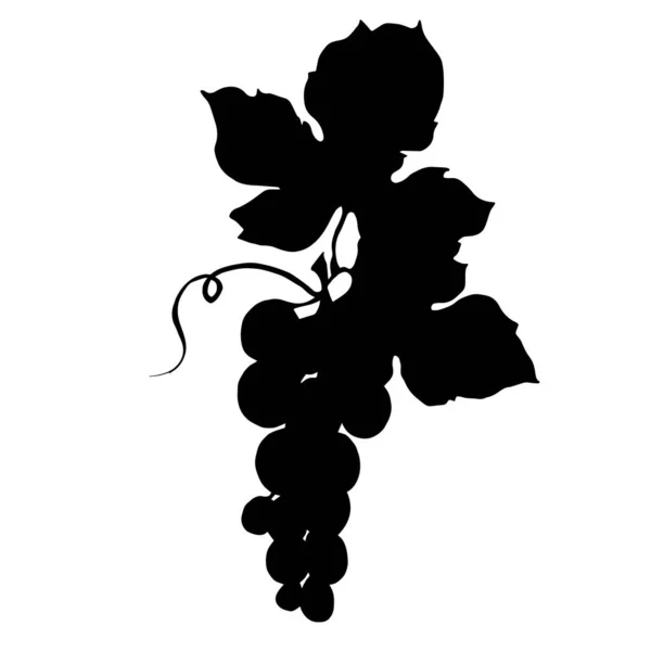 Vettore Uva bacca cibo sano. Inchiostro inciso in bianco e nero art. Elemento di illustrazione dell'uva isolata . — Vettoriale Stock