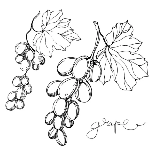 Vector Baya de uva comida saludable. Tinta grabada en blanco y negro. Elemento ilustrativo de uvas aisladas . — Vector de stock