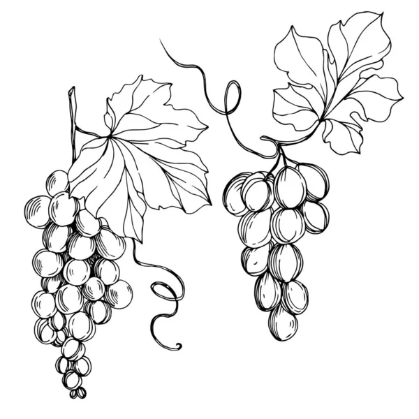 Vecteur de raisin baie alimentation saine. Encre gravée en noir et blanc. Elément d'illustration de raisins isolés . — Image vectorielle