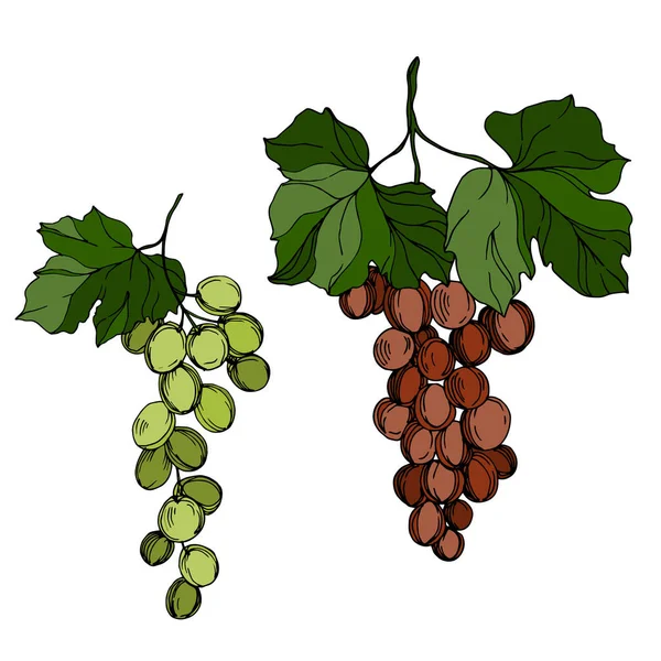 Vector Baya de uva comida saludable. Tinta grabada en blanco y negro. Elemento ilustrativo de uvas aisladas . — Archivo Imágenes Vectoriales