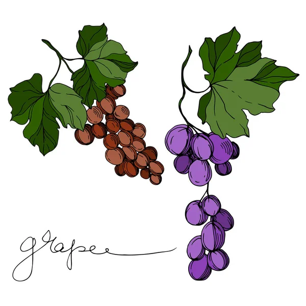 Vector Grape berry comida saudável. Tinta gravada a preto e branco. Elemento de ilustração das uvas isoladas . — Vetor de Stock