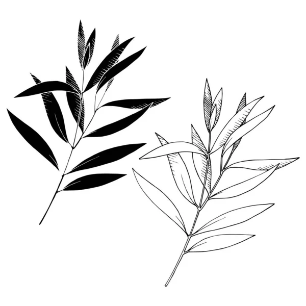 Vektor Eukalyptus verlässt Zweig. Schwarz-weiß gestochene Tuschekunst. vereinzelte Äste Illustrationselement. — Stockvektor