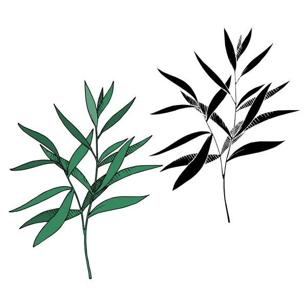 Vektor Eucalyptus blad gren. Svart och vit graverad bläckkonst. Enskilda grenar illustrationselement. — Stock vektor