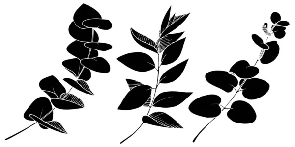 ベクトルユーカリの枝を残します。黒と白の刻まインクアート。孤立枝イラスト要素. — ストックベクタ