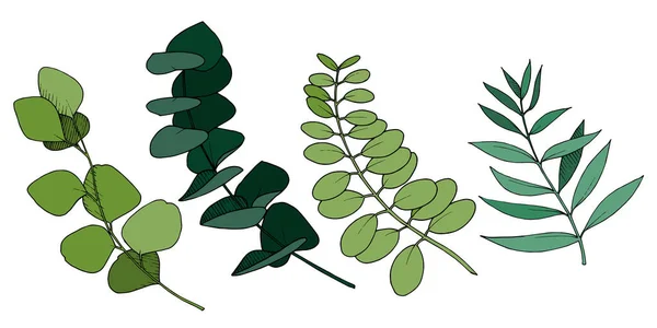 Vector Eucalyptus deja rama. Tinta grabada en blanco y negro. Elemento ilustrativo de ramas aisladas . — Archivo Imágenes Vectoriales