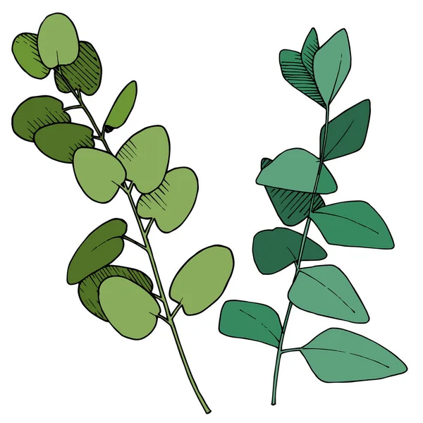 Vektor Eucalyptus blad gren. Svart och vit graverad bläckkonst. Enskilda grenar illustrationselement. — Stock vektor