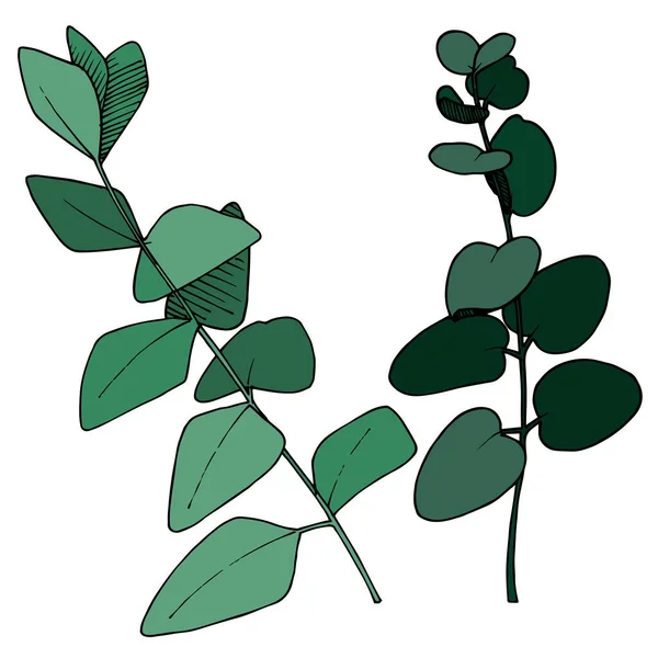 Vektor Eucalyptus blad gren. Svart och vit graverad bläckkonst. Enskilda grenar illustrationselement. — Stock vektor