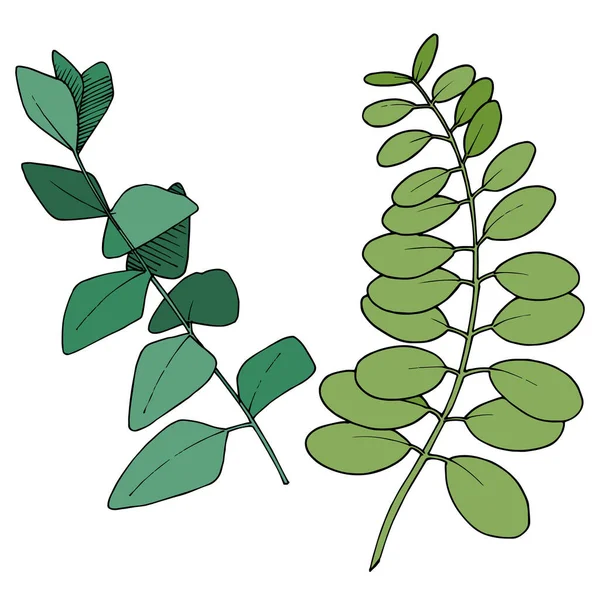 Vector Eucalyptus verlaat tak. Zwart-wit gegraveerde inktkunst. Geïsoleerde illustratie van takken. — Stockvector