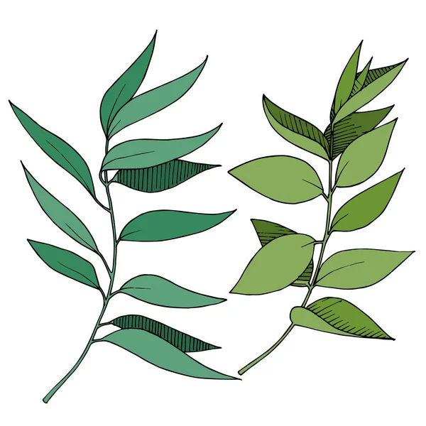 Vektor Eucalyptus blad gren. Svart och vit graverad bläckkonst. Enskilda grenar illustrationselement. — Stock vektor