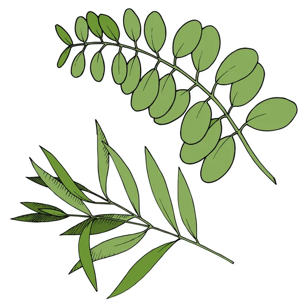 Vektor Eucalyptus blad gren. Svart och vit graverad bläckkonst. Enskilda grenar illustrationselement. — Stock vektor