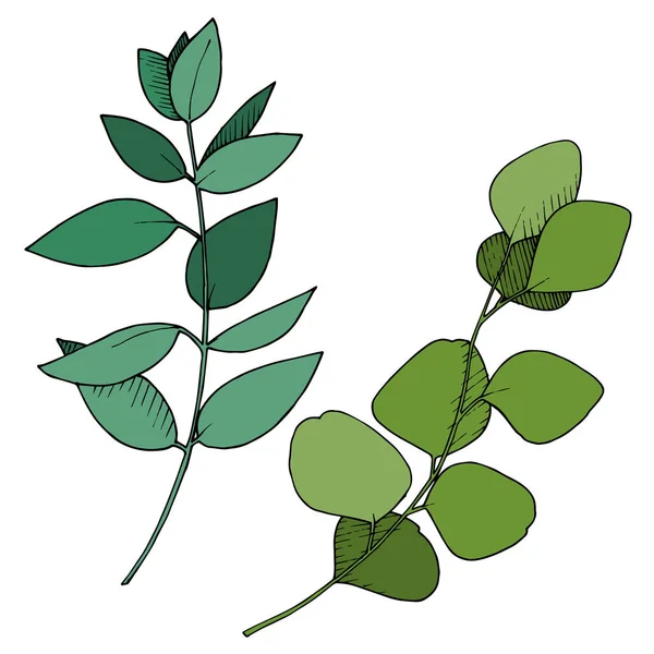 Vektor Eucalyptus blad gren. Svart och vit graverad bläckkonst. Enskilda grenar illustrationselement. — Stock vektor