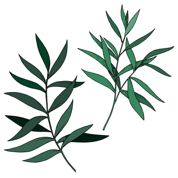 Vektor Eucalyptus blad gren. Svart och vit graverad bläckkonst. Enskilda grenar illustrationselement. — Stock vektor