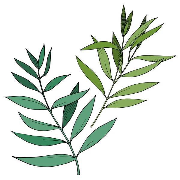 Vector Eucalyptus deja rama. Tinta grabada en blanco y negro. Elemento ilustrativo de ramas aisladas . — Archivo Imágenes Vectoriales