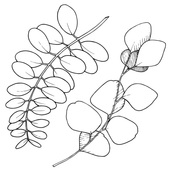 Vektor Eucalyptus opouští větev. Černobílý rytý inkoust. Izolovaný prvek ilustrace větví. — Stockový vektor