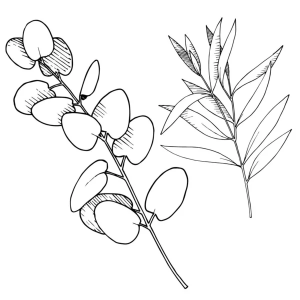 Vetor Eucalipto folhas ramo. Tinta gravada a preto e branco. Isolados ramos ilustração elemento . —  Vetores de Stock