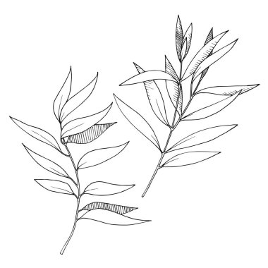 Vektör Okaliptüs daldan ayrılıyor. Siyah beyaz işlemeli mürekkep sanatı. İzole edilmiş dallar illüstrasyon ögesi.