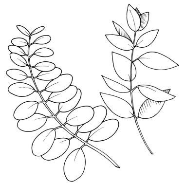 Vektör Okaliptüs daldan ayrılıyor. Siyah beyaz işlemeli mürekkep sanatı. İzole edilmiş dallar illüstrasyon ögesi.