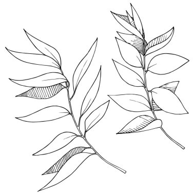 Vektör Okaliptüs daldan ayrılıyor. Siyah beyaz işlemeli mürekkep sanatı. İzole edilmiş dallar illüstrasyon ögesi.