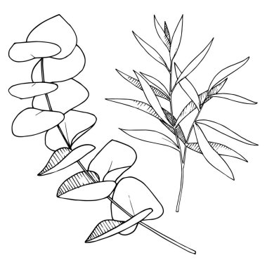 Vektör Okaliptüs daldan ayrılıyor. Siyah beyaz işlemeli mürekkep sanatı. İzole edilmiş dallar illüstrasyon ögesi.