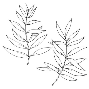 Vektör Okaliptüs daldan ayrılıyor. Siyah beyaz işlemeli mürekkep sanatı. İzole edilmiş dallar illüstrasyon ögesi.