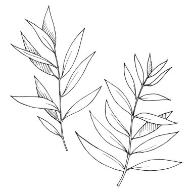 Vektör Okaliptüs daldan ayrılıyor. Siyah beyaz işlemeli mürekkep sanatı. İzole edilmiş dallar illüstrasyon ögesi.