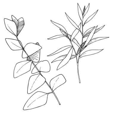 Vektör Okaliptüs daldan ayrılıyor. Siyah beyaz işlemeli mürekkep sanatı. İzole edilmiş dallar illüstrasyon ögesi.