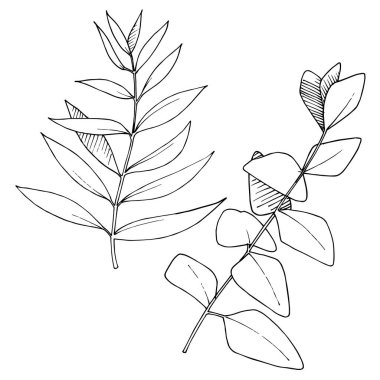 Vektör Okaliptüs daldan ayrılıyor. Siyah beyaz işlemeli mürekkep sanatı. İzole edilmiş dallar illüstrasyon ögesi.