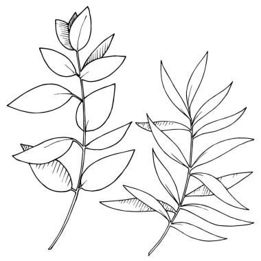 Vektör Okaliptüs daldan ayrılıyor. Siyah beyaz işlemeli mürekkep sanatı. İzole edilmiş dallar illüstrasyon ögesi.