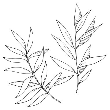 Vektör Okaliptüs daldan ayrılıyor. Siyah beyaz işlemeli mürekkep sanatı. İzole edilmiş dallar illüstrasyon ögesi.