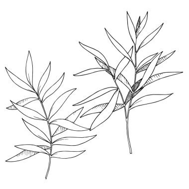 Vektör Okaliptüs daldan ayrılıyor. Siyah beyaz işlemeli mürekkep sanatı. İzole edilmiş dallar illüstrasyon ögesi.