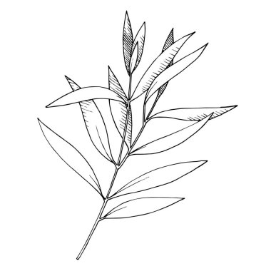 Vektör Okaliptüs daldan ayrılıyor. Siyah beyaz işlemeli mürekkep sanatı. İzole edilmiş dallar illüstrasyon ögesi.