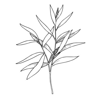 Vektör Okaliptüs daldan ayrılıyor. Siyah beyaz işlemeli mürekkep sanatı. İzole edilmiş dallar illüstrasyon ögesi.