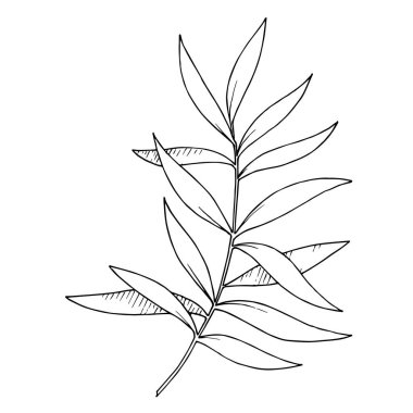 Vektör Okaliptüs daldan ayrılıyor. Siyah beyaz işlemeli mürekkep sanatı. İzole edilmiş dallar illüstrasyon ögesi.