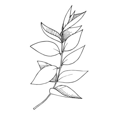 Vektör Okaliptüs daldan ayrılıyor. Siyah beyaz işlemeli mürekkep sanatı. İzole edilmiş dallar illüstrasyon ögesi.