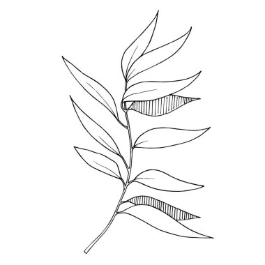 Vektör Okaliptüs daldan ayrılıyor. Siyah beyaz işlemeli mürekkep sanatı. İzole edilmiş dallar illüstrasyon ögesi.