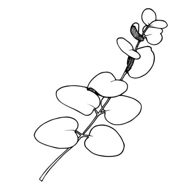 Vektör Okaliptüs daldan ayrılıyor. Siyah beyaz işlemeli mürekkep sanatı. İzole edilmiş dallar illüstrasyon ögesi.