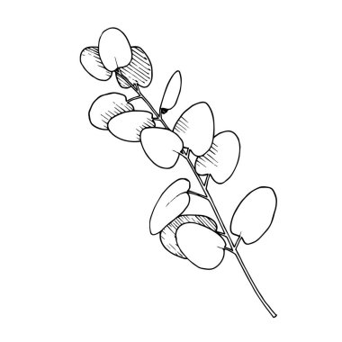 Vektör Okaliptüs daldan ayrılıyor. Siyah beyaz işlemeli mürekkep sanatı. İzole edilmiş dallar illüstrasyon ögesi.