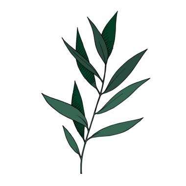 Vektör Okaliptüs daldan ayrılıyor. Siyah beyaz işlemeli mürekkep sanatı. İzole edilmiş dallar illüstrasyon ögesi.