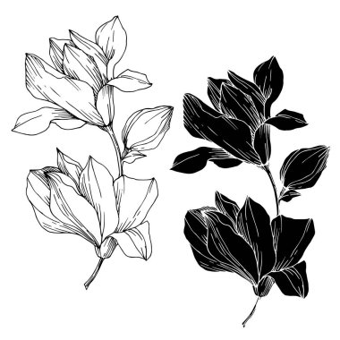 Vektör Magnolia çiçek botanik çiçekleri. Siyah beyaz işlemeli mürekkep sanatı. İzole edilmiş manolya illüstrasyon ögesi.