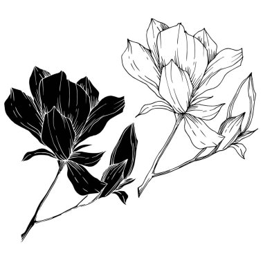 Vektör Magnolia çiçek botanik çiçekleri. Siyah beyaz işlemeli mürekkep sanatı. İzole edilmiş manolya illüstrasyon ögesi.