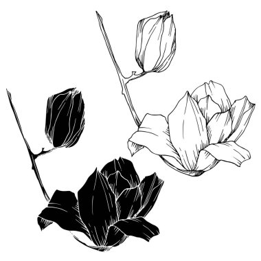 Vektör Magnolia çiçek botanik çiçekleri. Siyah beyaz işlemeli mürekkep sanatı. İzole edilmiş manolya illüstrasyon ögesi.