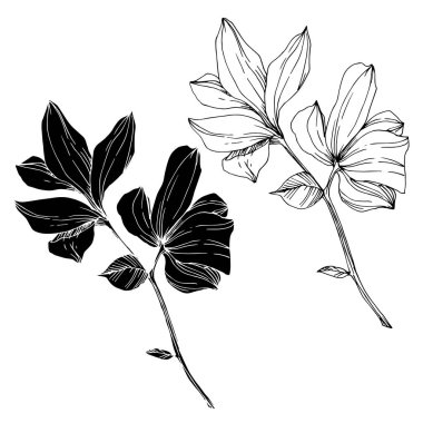 Vektör Magnolia çiçek botanik çiçekleri. Siyah beyaz işlemeli mürekkep sanatı. İzole edilmiş manolya illüstrasyon ögesi.